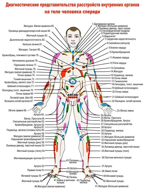 Внутренние органы и состояние ногтевых матриц: связь и взаимозависимость