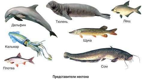 Водные обитатели и их адаптации в живой гидросфере