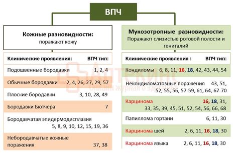 Воздействие вируса ВПЧ 16 на клетки и его роль в развитии опасных мутаций