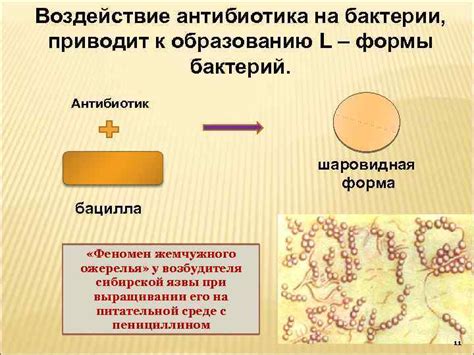 Воздействие комплексного пиобактериофага на бактерии