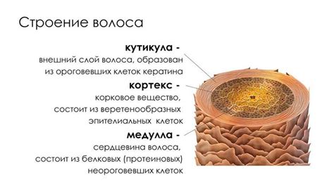 Воздействие меланина на эбонитовый оттенок волосяного покрова