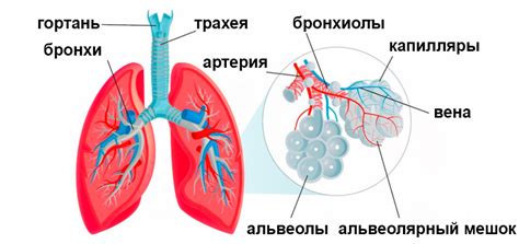 Воздействие на дыхательную систему малыша: факторы и влияние