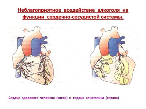 Воздействие на сердце и сосуды