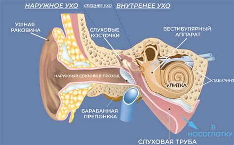 Воздействие на слуховые органы опасных стимулов