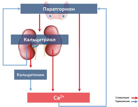 Воздействие паратгормона на содержание кальция в крови