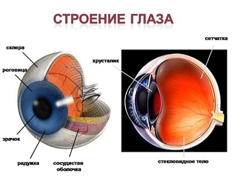 Воздействие перевернутого положения на органы зрения и мозг