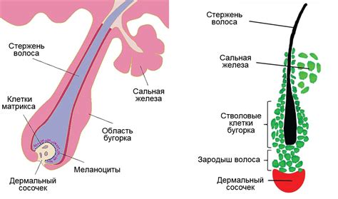 Воздействие повышенных уровней стресса на волосяные фолликулы