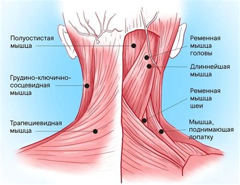 Воздействие эмскльпта на тонус и форму мышц