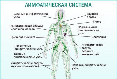 Возможные причины воспаления лимфоузла в области паха у женщин