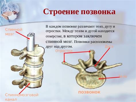 Возможные факторы формирования гемангиомы в С6 позвонке