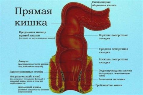 Воспаление слизистой оболочки прямой кишки: причины и симптомы