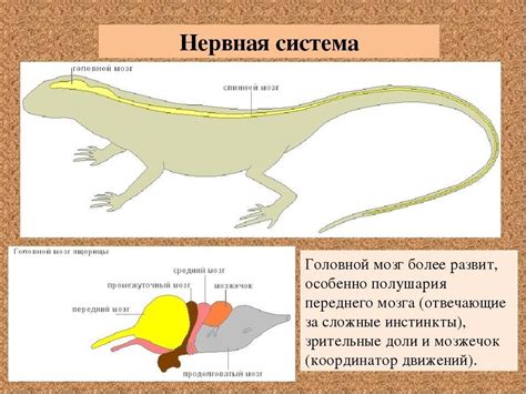 Восстановление оппонента у рептилий