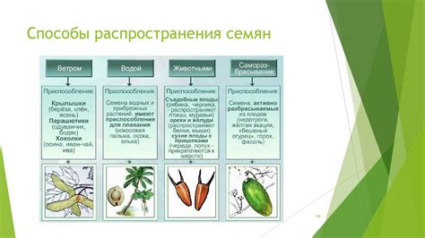 Время наиболее подходящее для орошения молодых плодов и распределения влаги у корней растения