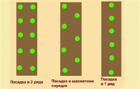 Выбор между использованием семян и рассады: экономичность и удобство