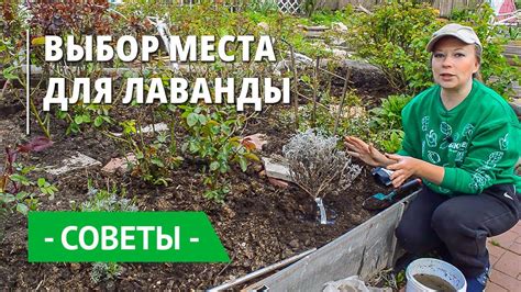 Выбор места для размещения сиреневого саженца