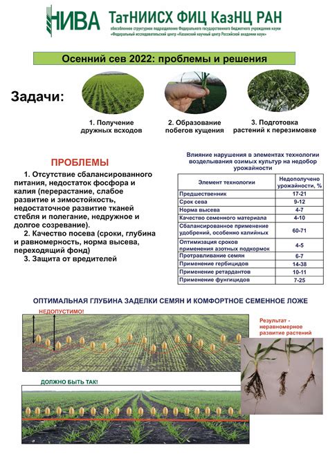 Выбор оптимального момента для размещения семян моркови на почве