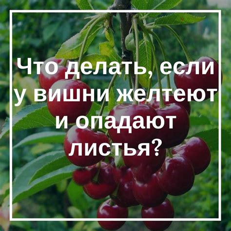 Выбор оптимального способа устранения насаждений вишни