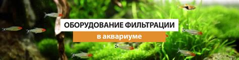 Выбор подходящего местоположения для установки фильтрации в аквариуме