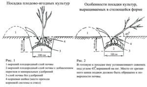 Выбор посадочного материала: подготовка почвы и создание комфортных условий