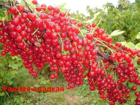 Выбор свежей и спелой красной смородины