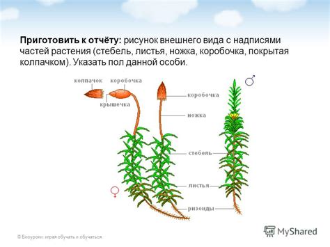 Выявление наличия мха на растениях: визуальный осмотр