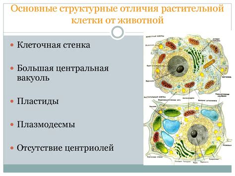 Газовая хроматография в анализе компонентов растительной клетки