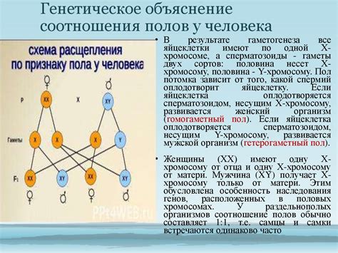 Генетическая природа определения биологического пола