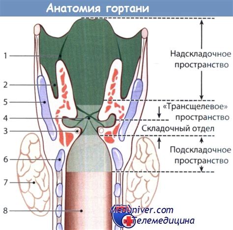 Генетические основы возникновения особенной формы гортани у мужчин