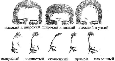 Генетическое наследство: высокий лоб и наследуемые черты