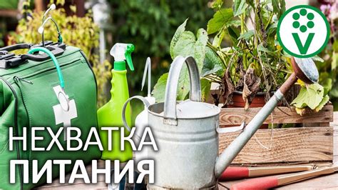 Главная причина: дефицит важных элементов питания