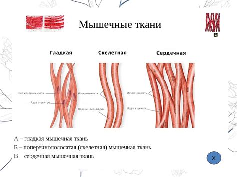 Гладкая мускулатура: определение и функции