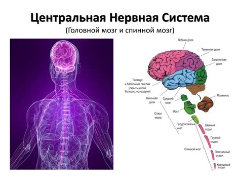 Головной мозг: центр нервной системы человека