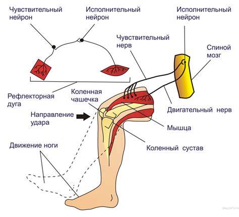 Горение и образование плазмы в рефлекторной дуге