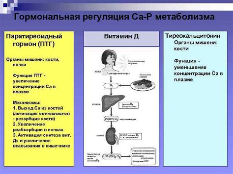 Гормональная регуляция веса и аппетита: значимость биологических сигналов