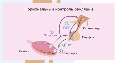 Гормональные изменения в организме: влияние возраста на физиологический баланс