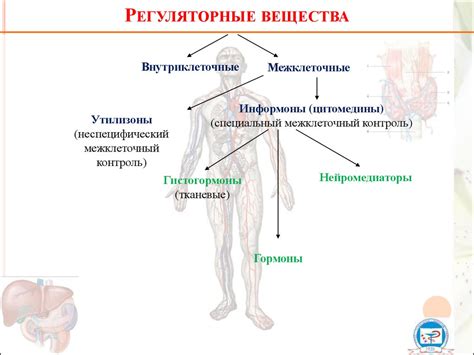 Гормональные процессы: регуляция женского организма