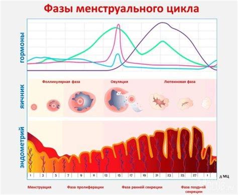 Гормональные сбои и неустойчивость месячного цикла