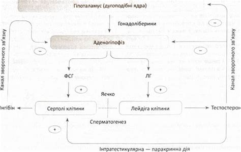 Гормональный фактор и процесс образования специальной секреции у мужчин