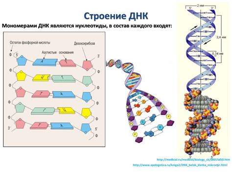 ДНК: главный составной элемент генетической информации