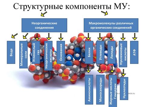 Действие антиоксиданта на молекулярный уровень