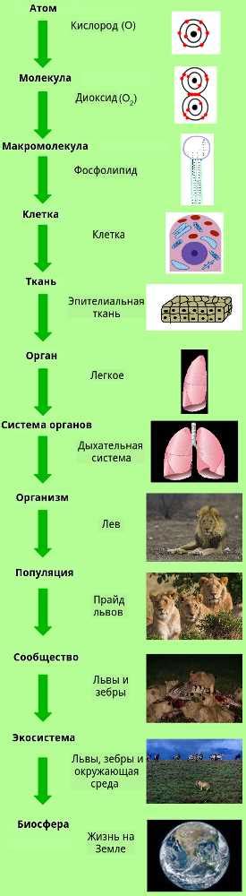 Дерма: понятие и важность этой структуры для организма