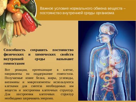 Дефицит необходимых веществ для организма собаки: важное звено в проблеме поведения