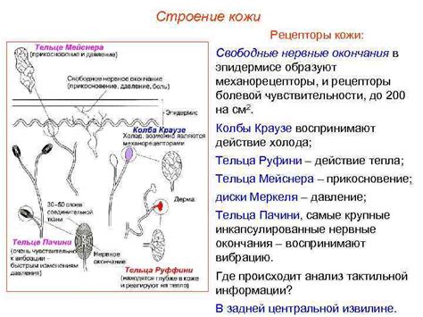 Дефицит увлажнения и смягчающих элементов в эпидермисе