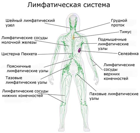 Диагностика и лечение воспаления лимфатической железы в области паха у женщин