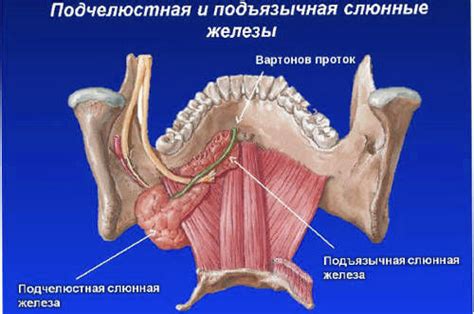 Диагностика и обследование опухоли под языком