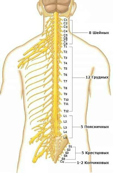 Диагностика проблем с нервными корешками