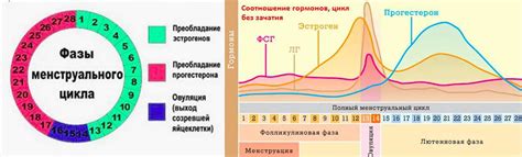 Диета и овуляция: взаимосвязь регулярности цикла и питания