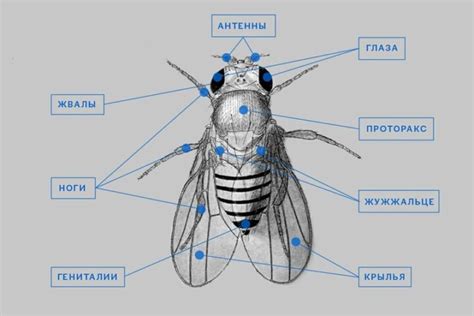 Длительность этапов размножения мух и факторы, которые на нее влияют