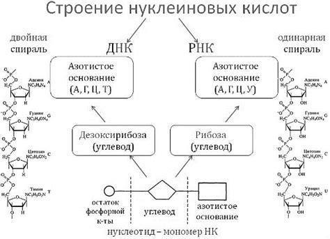 Дополнительные разновидности нуклеиновых кислот