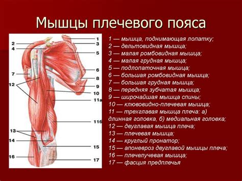 Дополнительные функции экипированного пояса